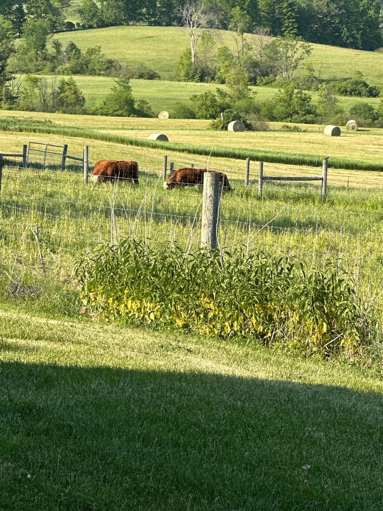 Kingston Place pasture and cattle across the Champlain Valley landscape