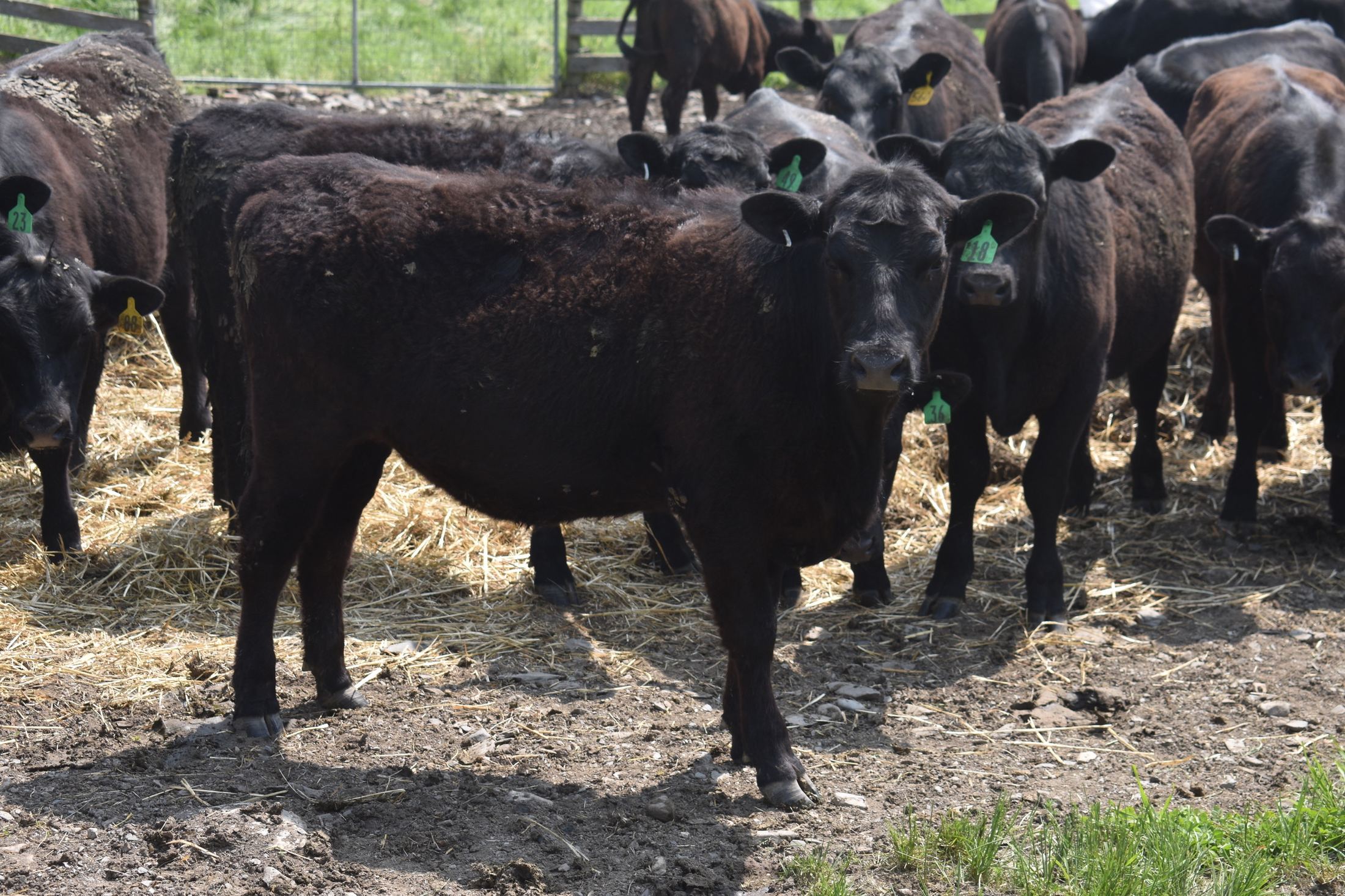 Black Angus cattle at Kingston Place