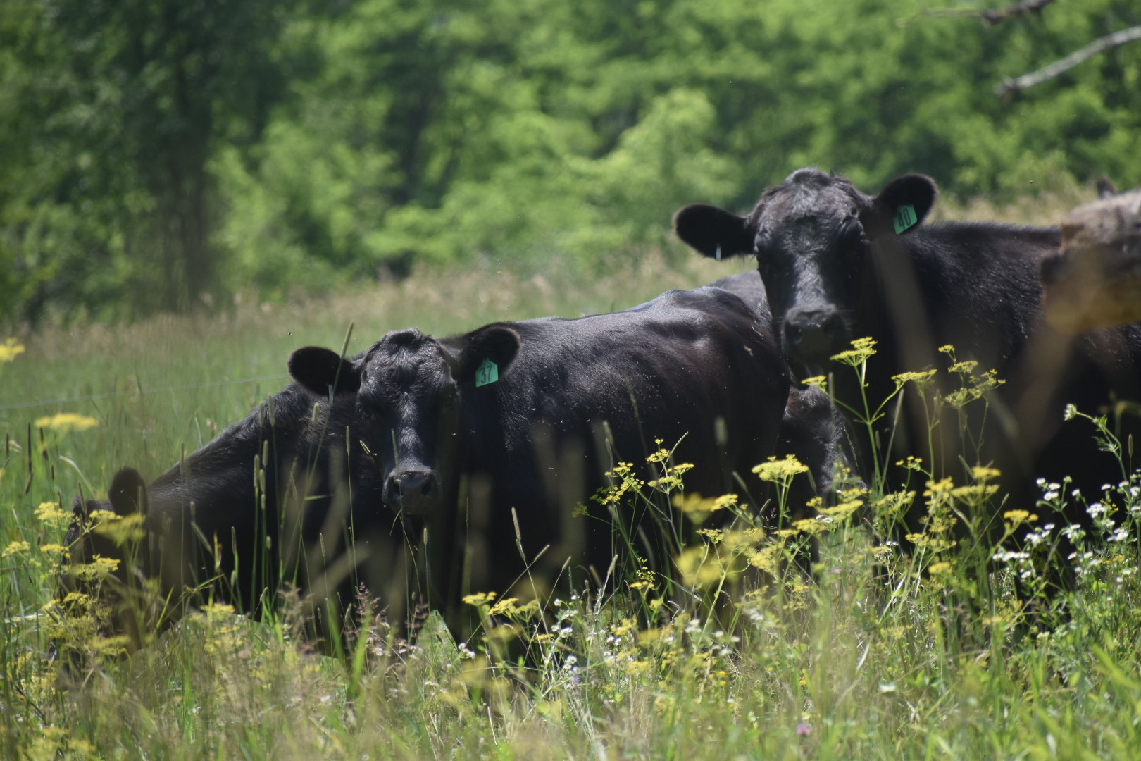 Black Angus cattle in summer pasture and wildflowers, Kingston Place, Benson Vermont