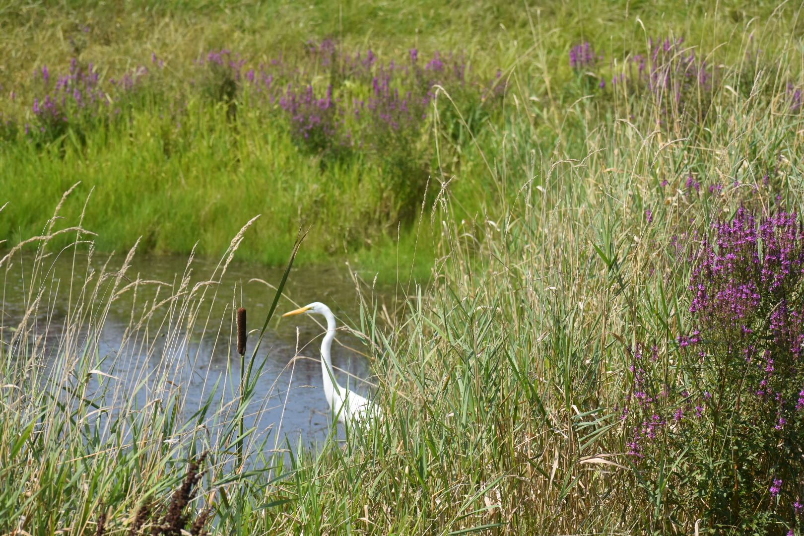 Egret in a wetland corridor with cattails and wildflowers at Kingston Place