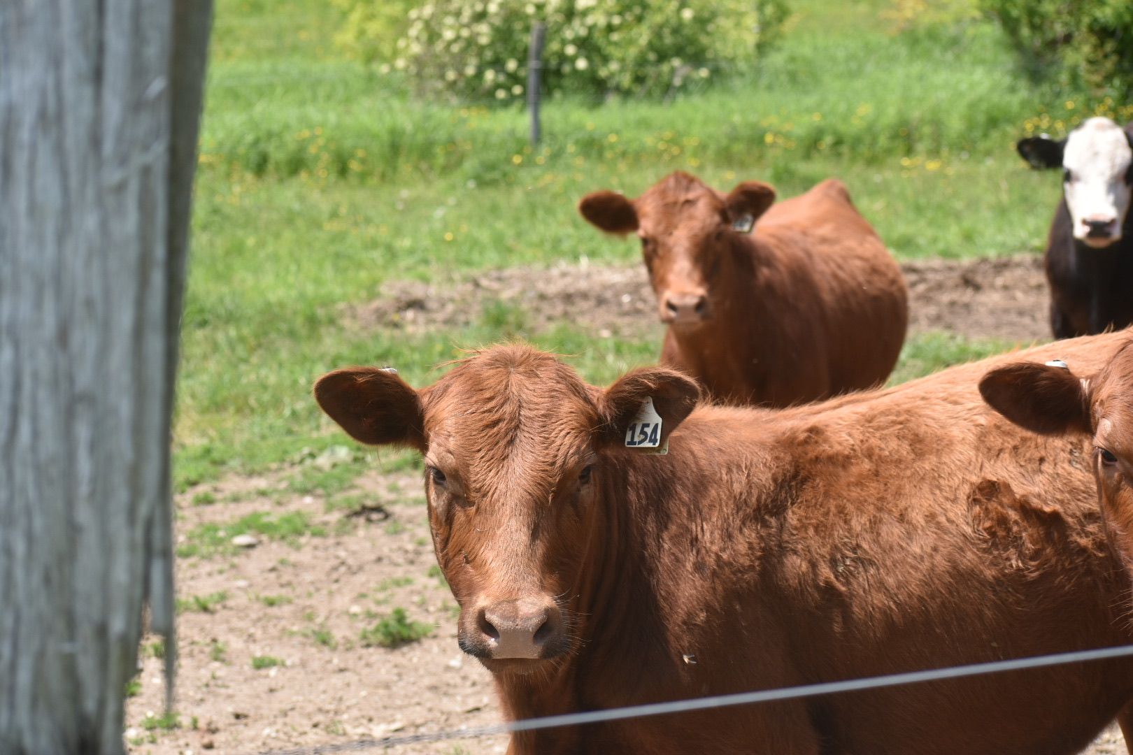 Pasture and cattle at Kingston Place