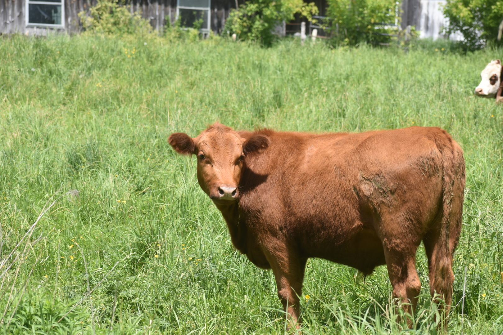 Champlain Valley pasture ground at Kingston Place