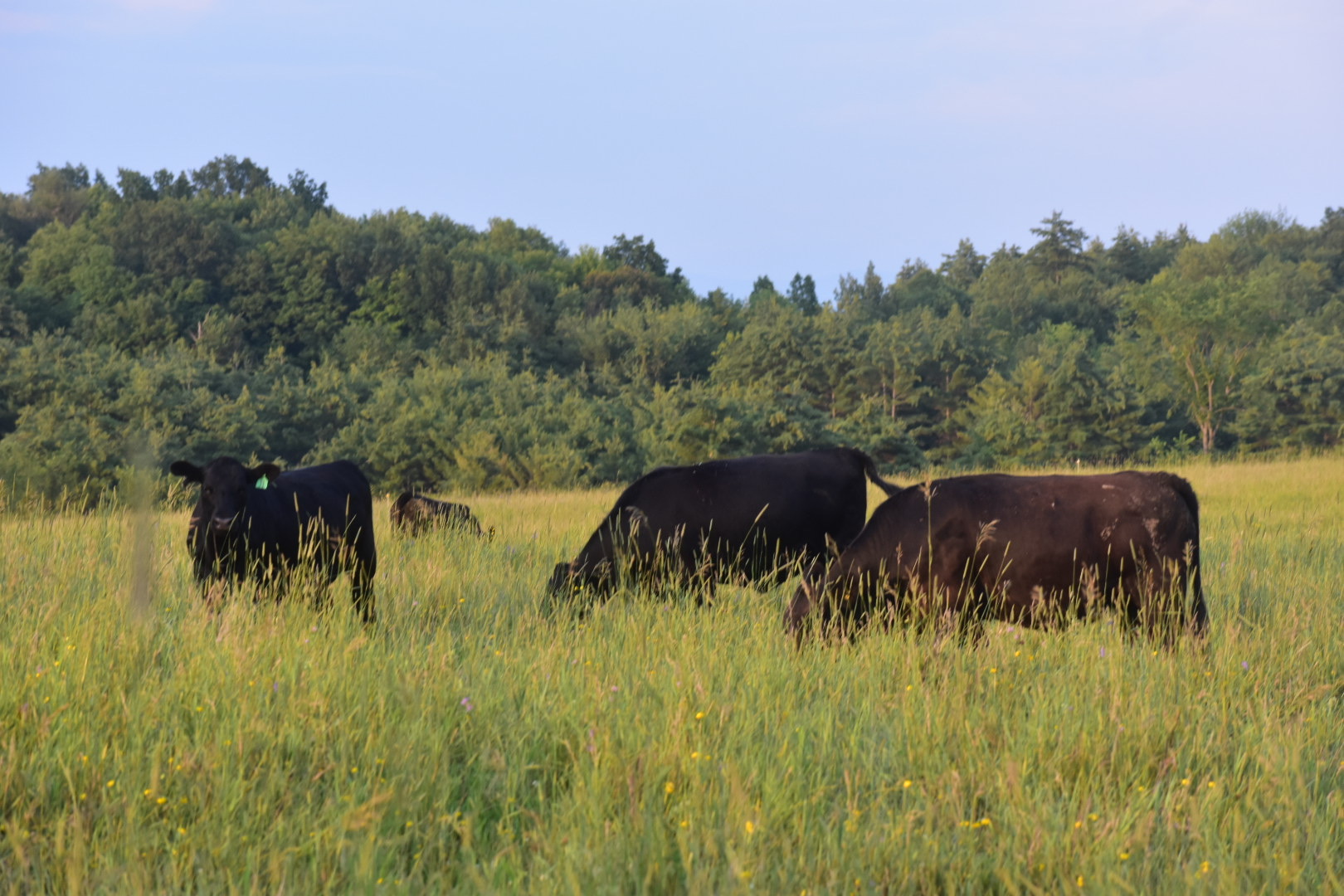 Black cattle grazing in the Kingston Place pasture