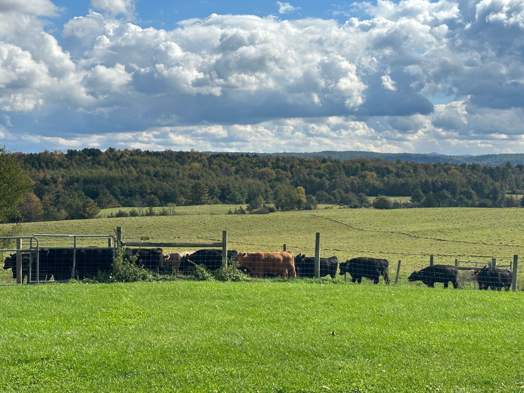 Rolling hay pasture with cattle grazing at Kingston Place
