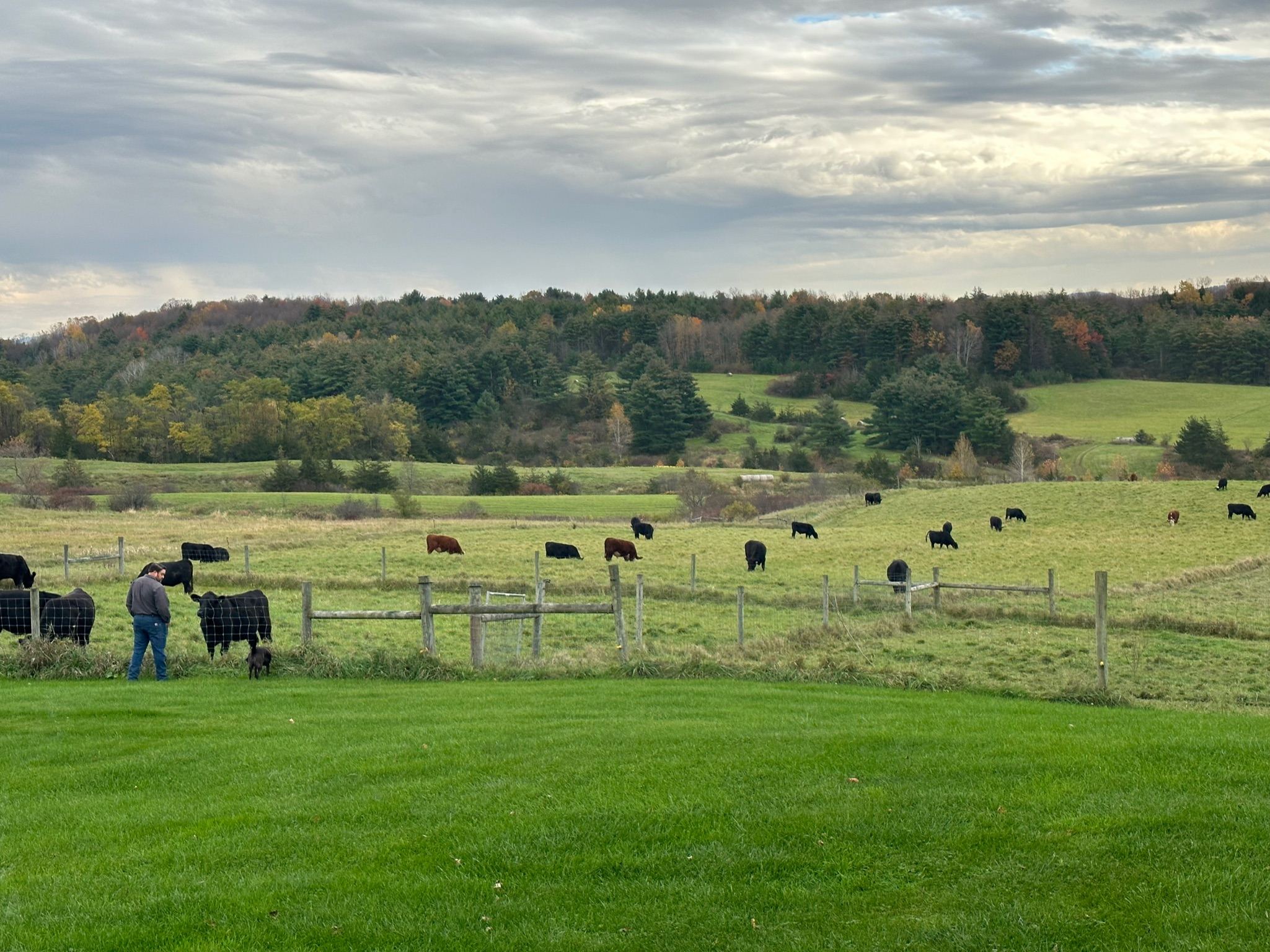 Kingston Place team working cattle at the fenceline